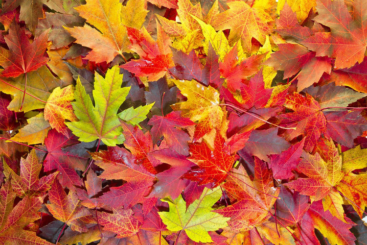 Autumn